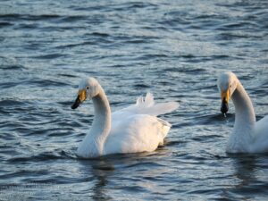 近所の溜池で白鳥を撮影してきました[2025.1.31]
