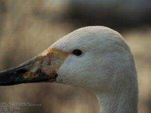 再び近所のため池で白鳥を撮影してきました[2025.2.6]